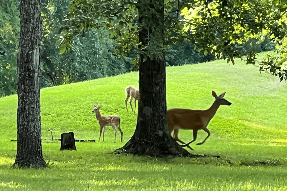 Rolling meadow with trees and 3 deer playing in the grass