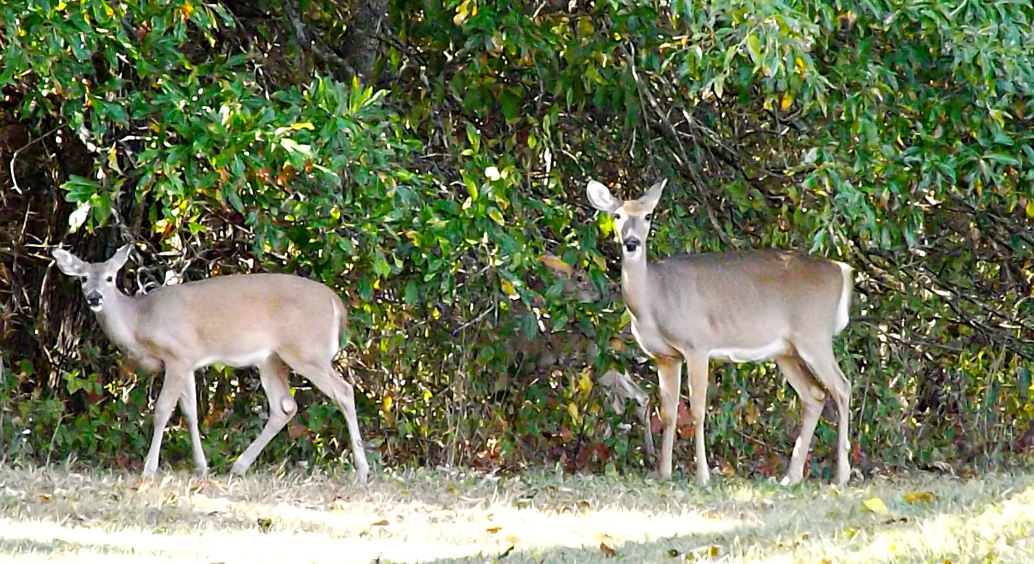 Two light brown doe in the grass against a wall of trees