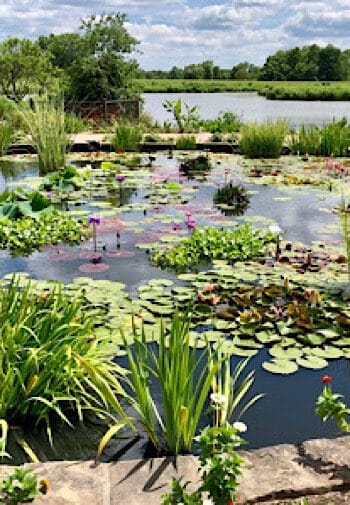 pond with Lilly pads and other flowers and greenery